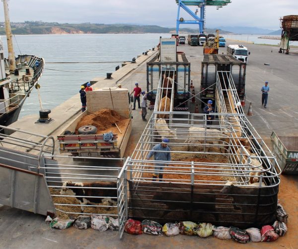 Embarque de terneiros no Porto de Imbituba